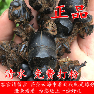 中药材野生大将军 蜣螂虫屎壳郎水洗货50克无硫新鲜干货推粪虫