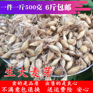 生麦芽500克 麦芽大麦毛农家胚芽全芽整芽生大麦芽茶生麦牙无硫干