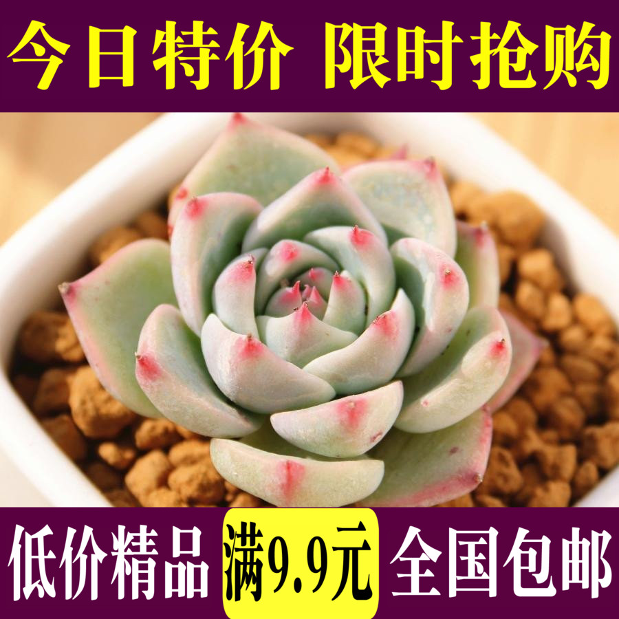降!特价包邮 吉娃莲吉娃娃多肉植物盆栽花卉绿植防辐射大棚直销