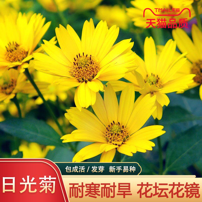 日光菊种子多年生草本花卉麦秆菊蜡菊种孑菊花阳台盆栽四季易播种