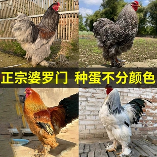 纯种大体型婆罗门鸡活苗种蛋受精蛋可孵化小鸡巨型梵天鸡观赏鸡种