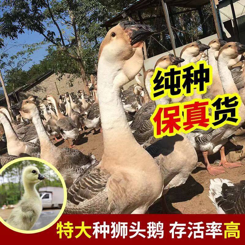 现捡灰狮头鹅灰种蛋受精狮头鹅白鹅蛋可孵化纯种大体受精鹅蛋新鲜