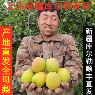 现摘顺丰直发新疆库尔勒香梨全母梨子新鲜当季爆甜小梨子大果5斤
