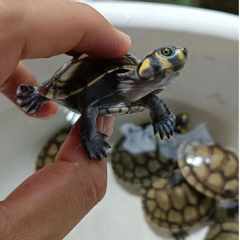 黄头侧颈龟黄头龟活体深水吃粪龟和鱼混养清理鱼缸不用晒台