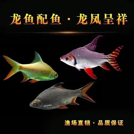 金凤鱼银凤鱼活体观赏鱼双线侧鱼泰国鲫金银元宝鱼红鳍鲫鱼