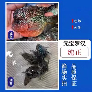 麒麟鹦鹉鱼麒麟罗汉鱼活体血红鹦鹉黄鹦鹉梅花鹦鹉