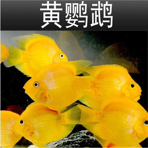 黄鹦鹉鱼活体中大型热带观赏鱼淡水鱼好养耐活