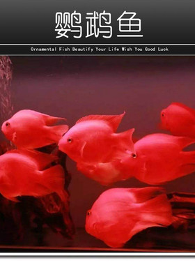 血红鹦鹉鱼活体红财神热带观赏鱼银龙鱼