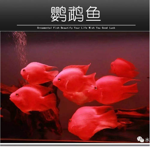 精挑血鹦鹉鱼厂家直销特价直供