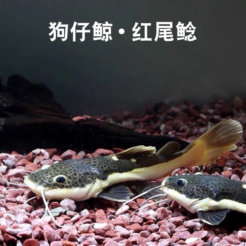 猫鱼活体狗仔鲸红尾猫鸭嘴鲇鱼底层热带观赏鱼大型淡水鱼好养