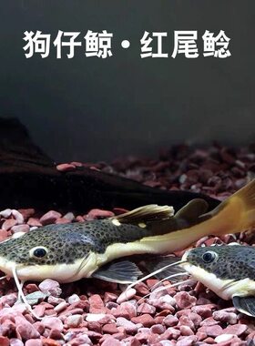 招财猫鱼活体狗仔鲸红尾猫鸭嘴鲇鱼底层热带观赏鱼大型淡水鱼好养