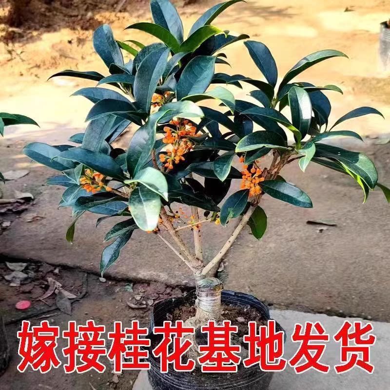 流苏嫁接桂花四季桂花浓香型室外耐寒盆栽绿植盆栽可食用开花不断