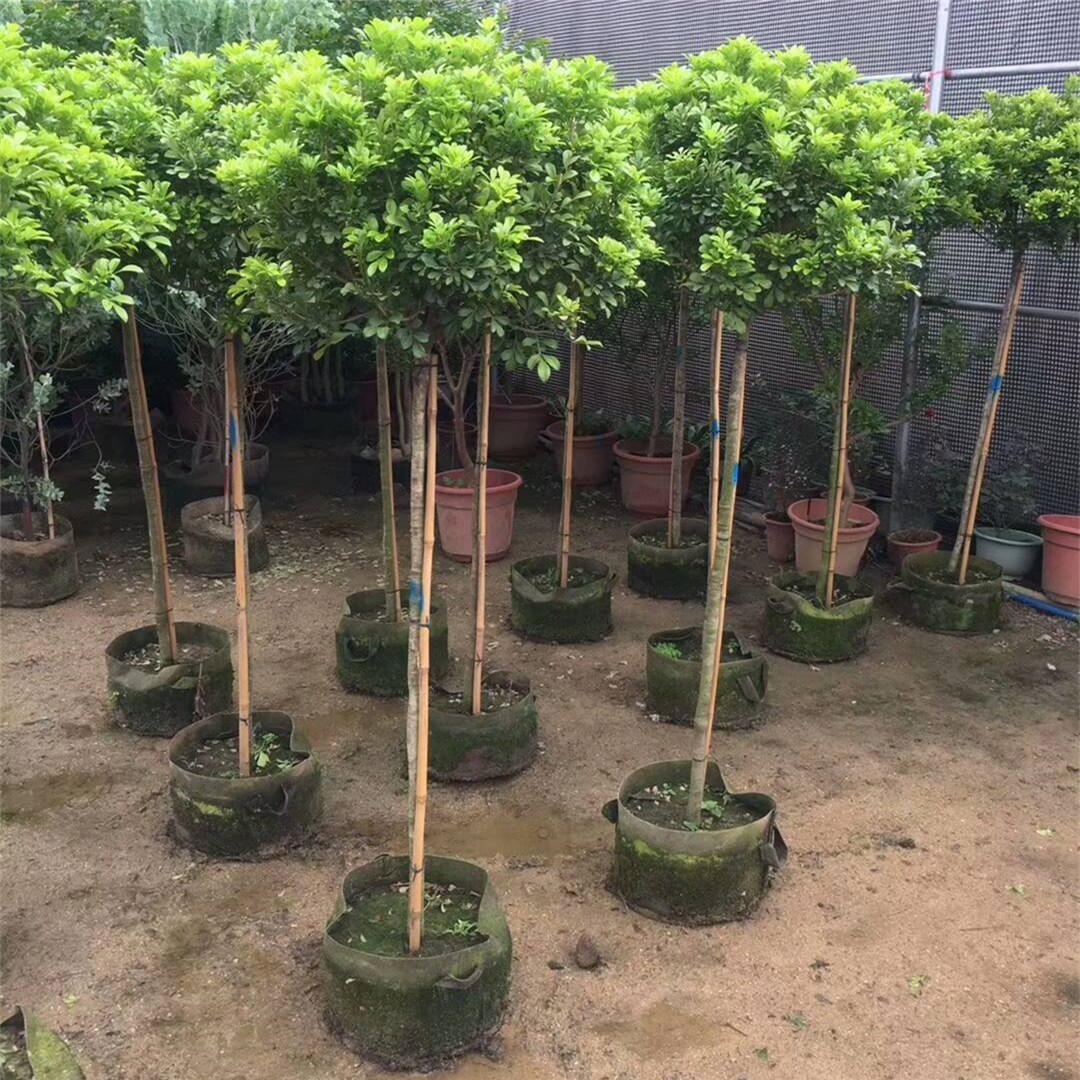 米兰树苗 米兰树 米兰盆栽 植物绿植盆栽芳香米兰花 室内阳台