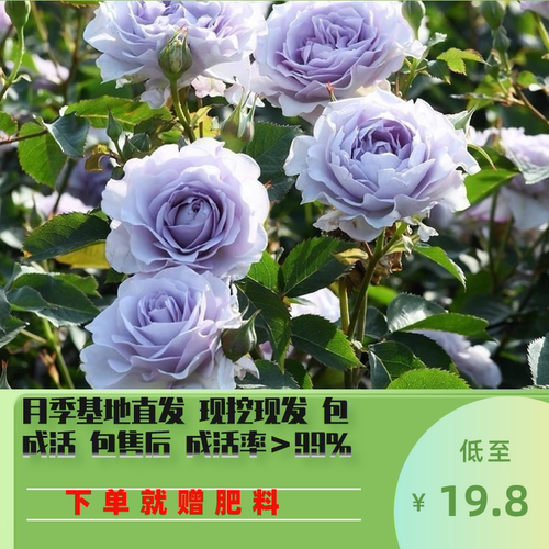 新品 霁色 隐隐青月季多头勤花阳台四季盆栽玫瑰月季花苗庭院植物