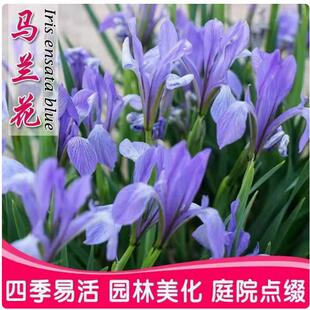 包邮马兰花盆栽 马兰花苗 绿化苗马蔺花 马兰花苗 马莲、香蒲苗
