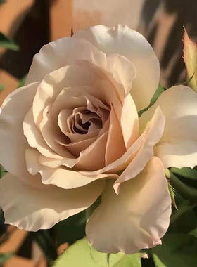 中苗第九天使四季花卉玫瑰