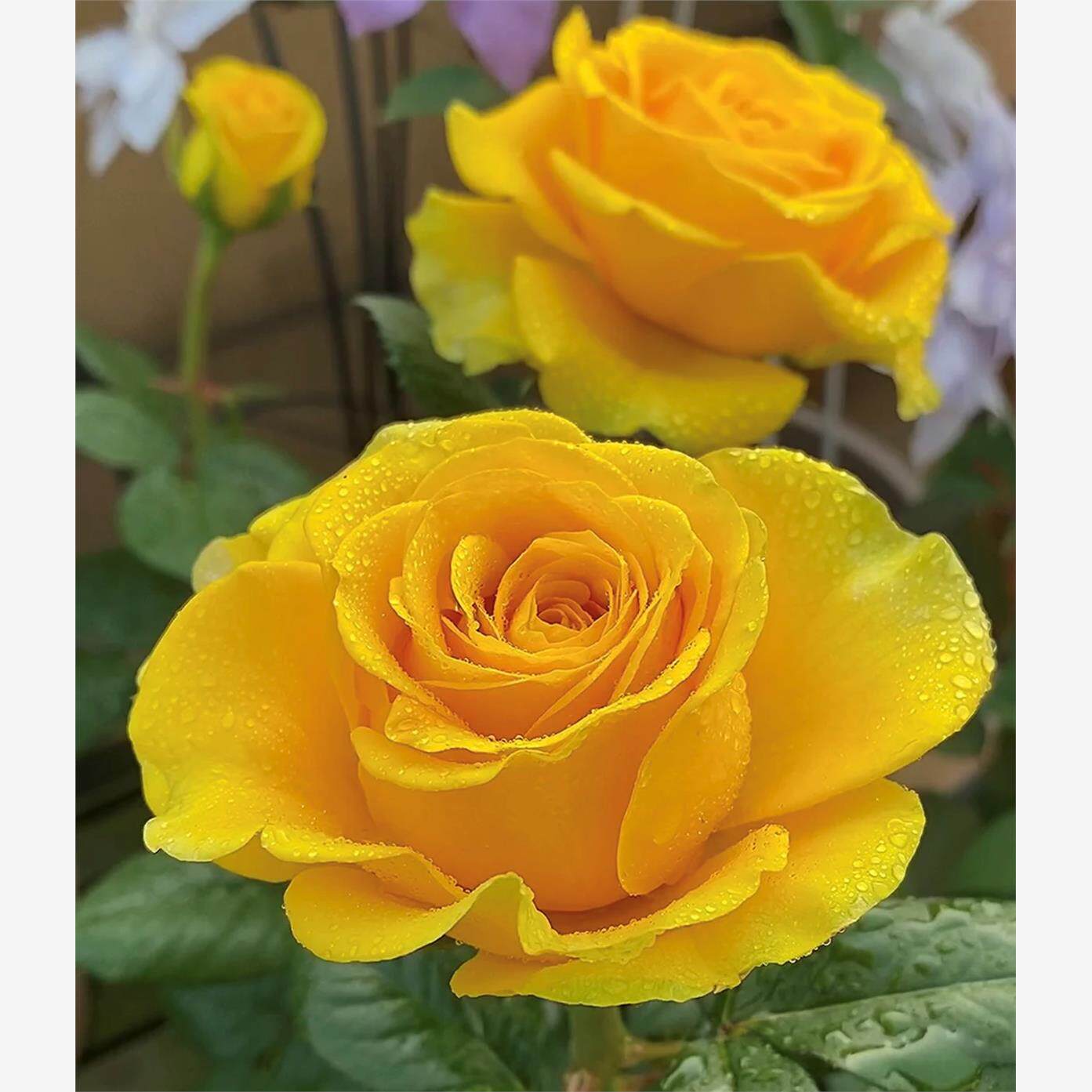 苏格兰黄油    玫瑰月季花苗切花盆栽灌木庭院阳台