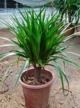 龙须多头树苗盆栽大型客厅植物