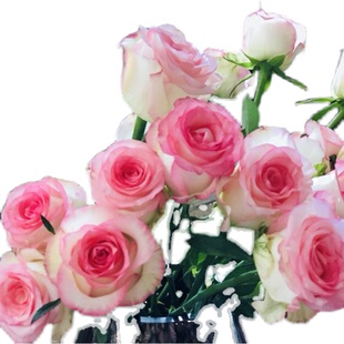 花苗爱莎复色大花切花玫瑰花盆栽苗阳台庭院花卉盆栽 家居饰品月季