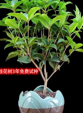 桂花树苗四季桂盆栽可食用开花不断室内阳台庭院浓香型花卉植物