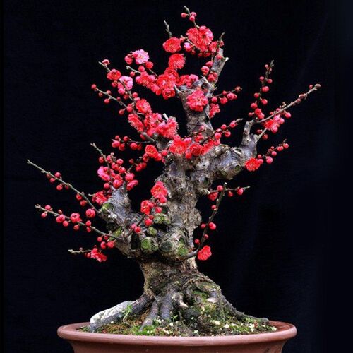 梅花盆栽老桩红梅腊梅盆景树苗花卉耐寒植物室内阳台庭院 - 封面