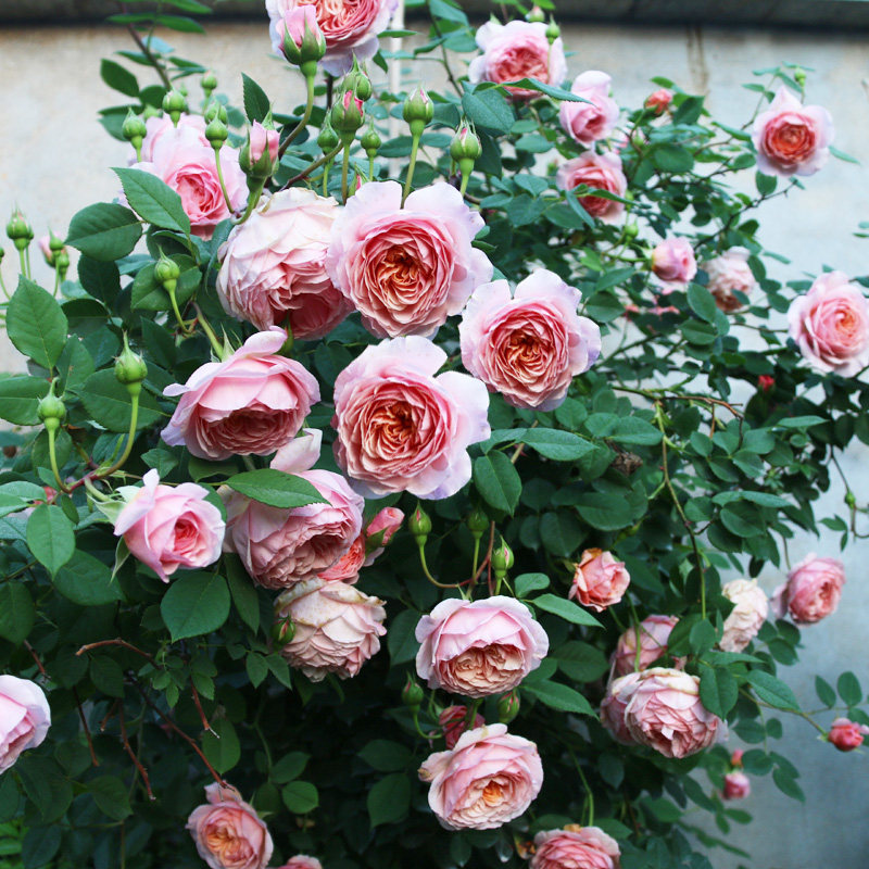 奥斯汀浓香爬藤玫瑰月季莫里斯藤本大花蔷薇花苗阳台庭院四季花卉