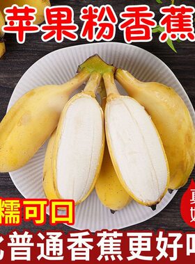 广西苹果蕉香蕉新鲜软糯纯甜