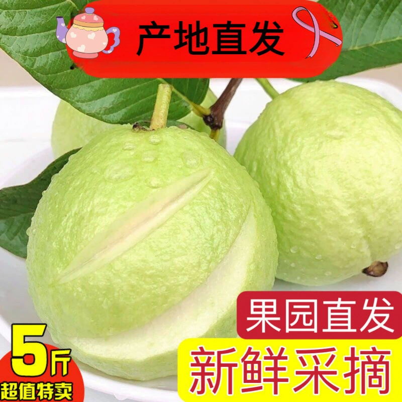 广西现摘白心芭乐番石榴 新鲜热带当季5斤装一整箱包邮产地直发