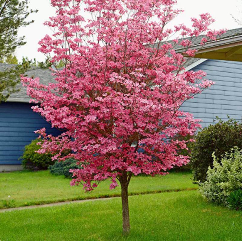 四照花树苗多花梾木进口乔木耐寒庭院树苗四季开花阳台盆栽风景树