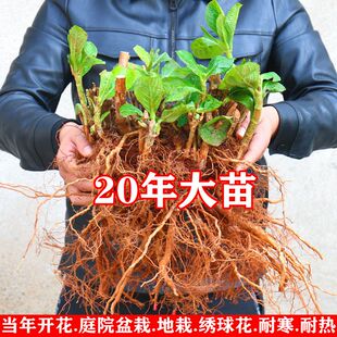 绣球花苗耐寒多年生老桩当年开花无尽夏大八仙花卉盆栽庭院植物花