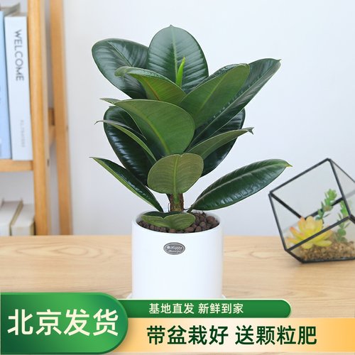 绿植盆栽橡皮树北花卉绿金刚桌面