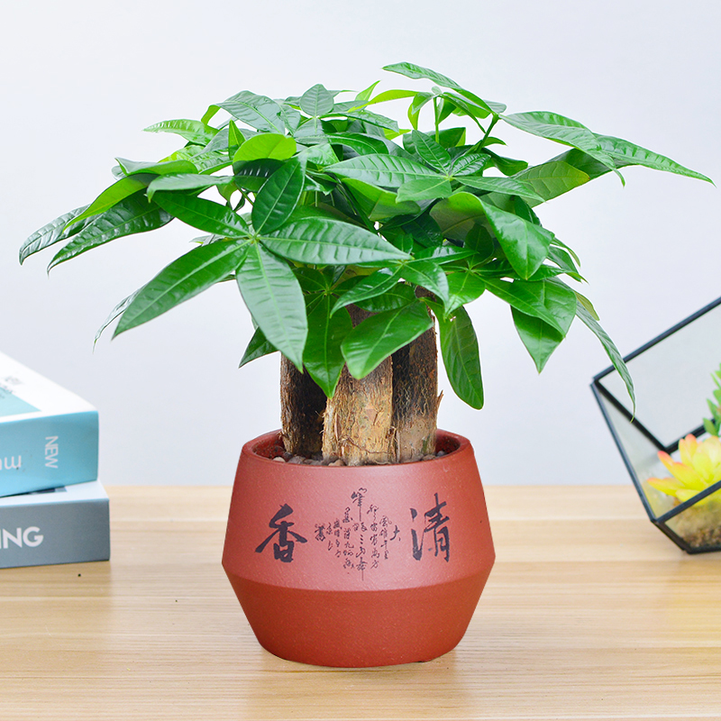 发财树盆栽三株室内桌面绿植