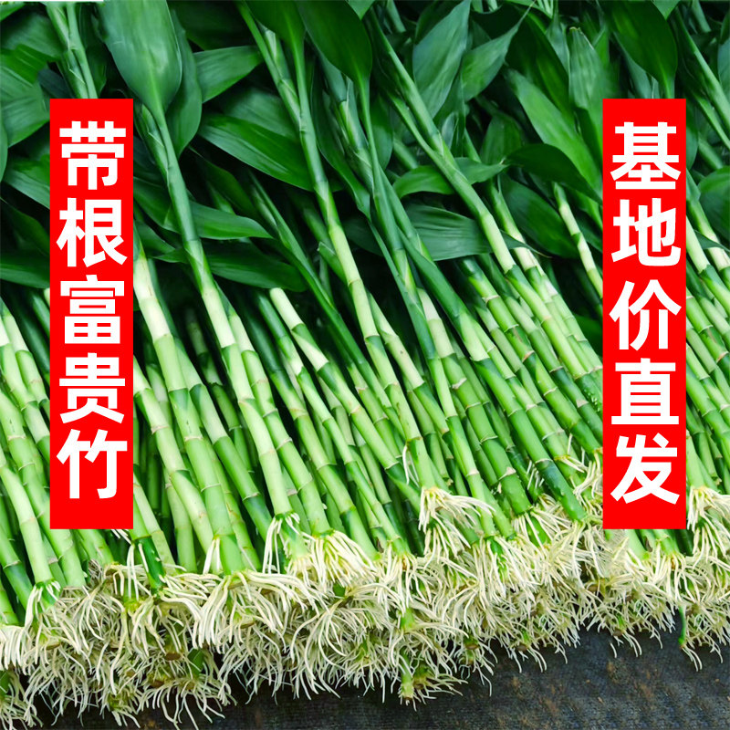富贵竹带根办公室内美观不含盆