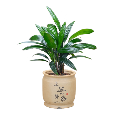 棕竹盆栽棕榈金山棕耐寒办公室