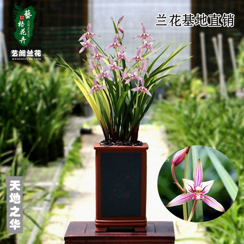 带盆兰花浓香四季建兰(天地之华)室内花卉绿植盆栽好养吸甲醛