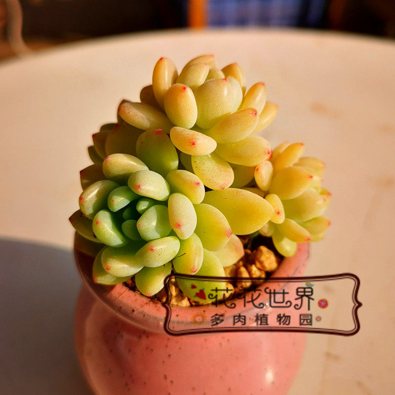 花花世界 多肉植物 凝脂莲 群生小桩 果冻色新手养肉 大棚实拍