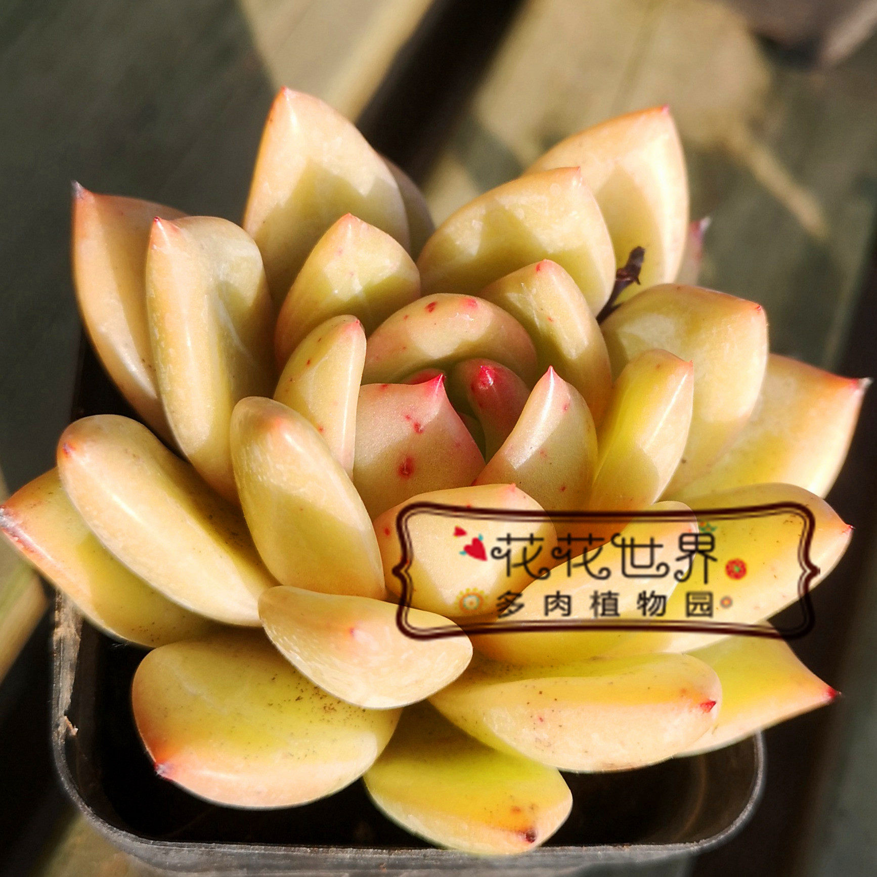 花花世界多肉 白夜香槟暗纹系单头 精品状态多肉植物窗台组合盆栽