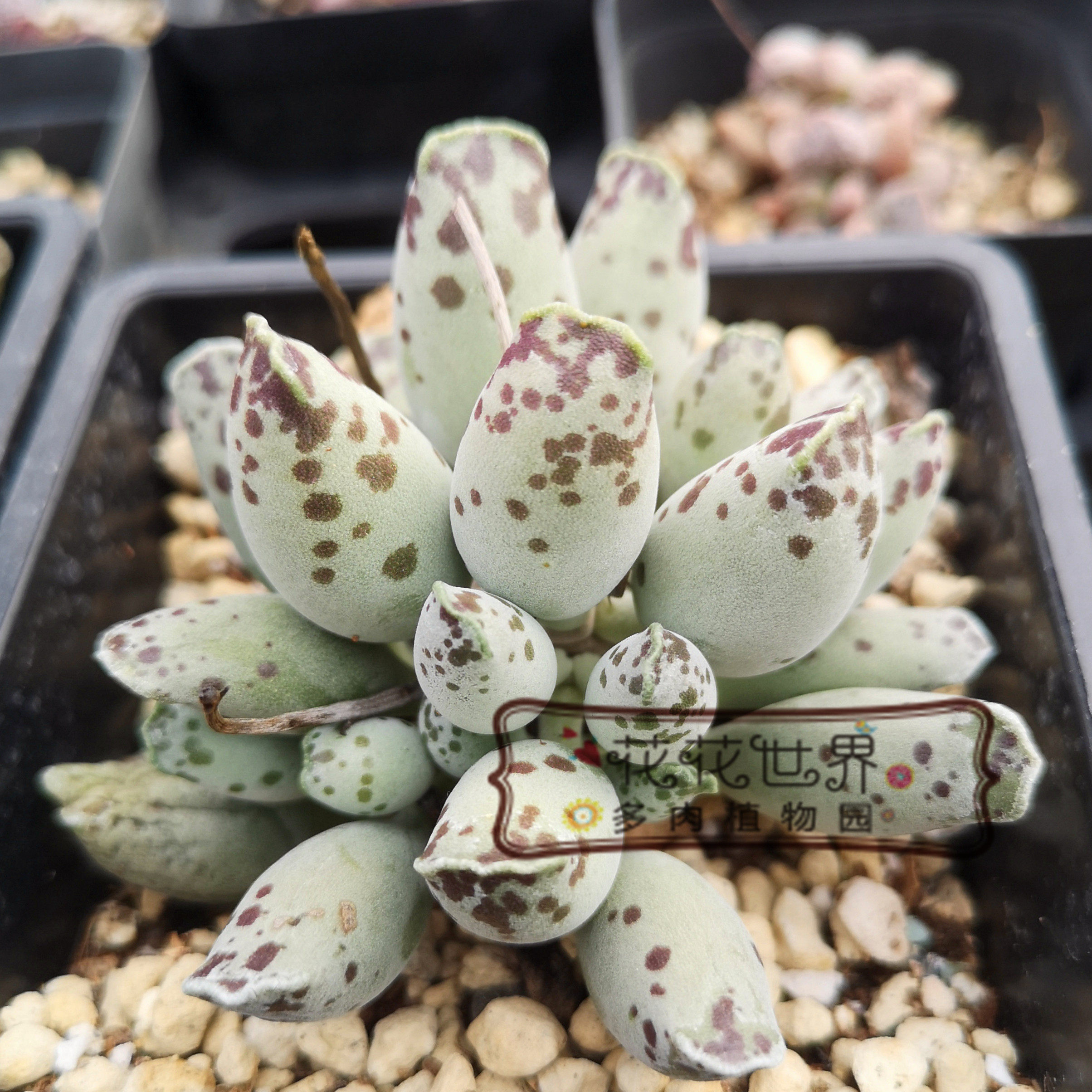 花花世界多肉 海豹水泡白肌群生奇趣萌萌多肉办公室桌面盆栽