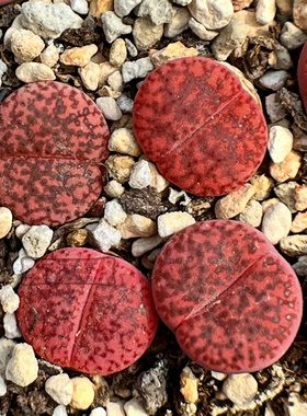 花花世界多肉 生石花紫石榴 紫柘榴玉C393A 紫色PP20年9月播