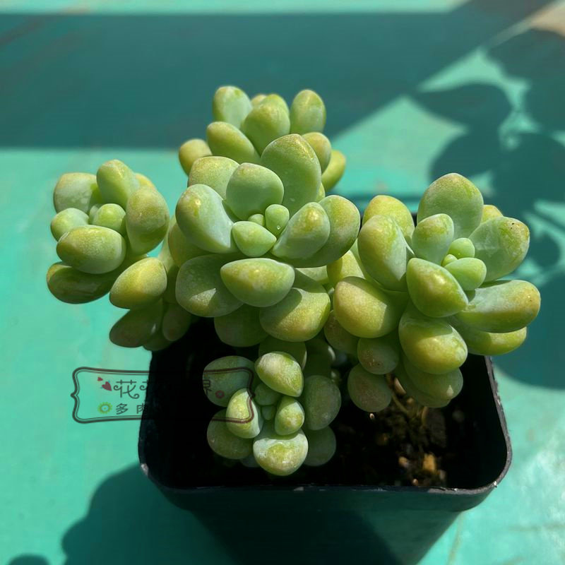 花花世界 多肉植物 天使之泪小老桩群生多头 果冻色 新手多肉
