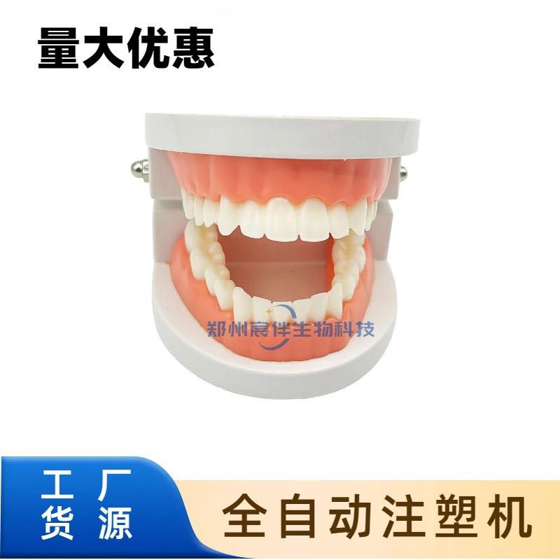 牙齿模型幼儿园早教刷牙模具标准两倍假牙科儿童宝宝口腔教学道具