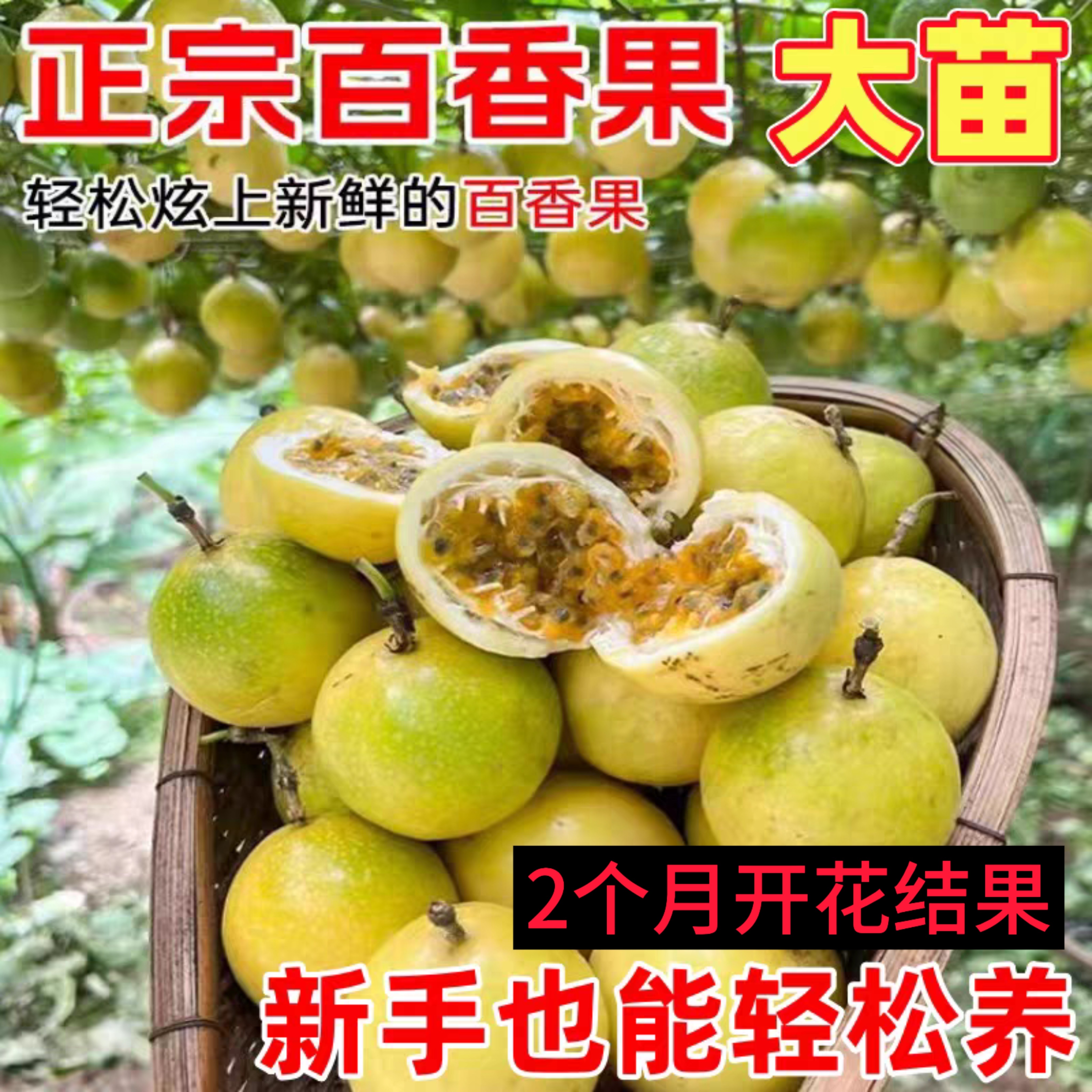 爬藤四季结果钦密9号黄金百香果图片