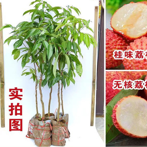 荔枝树苖常绿嫁接水果当年结果