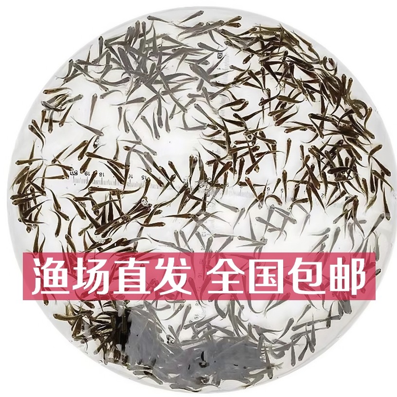 活体饲料鱼活饵土鲮白鲢喂六角恐龙喂龙鱼喂乌龟鱼粮龟粮营养饲料