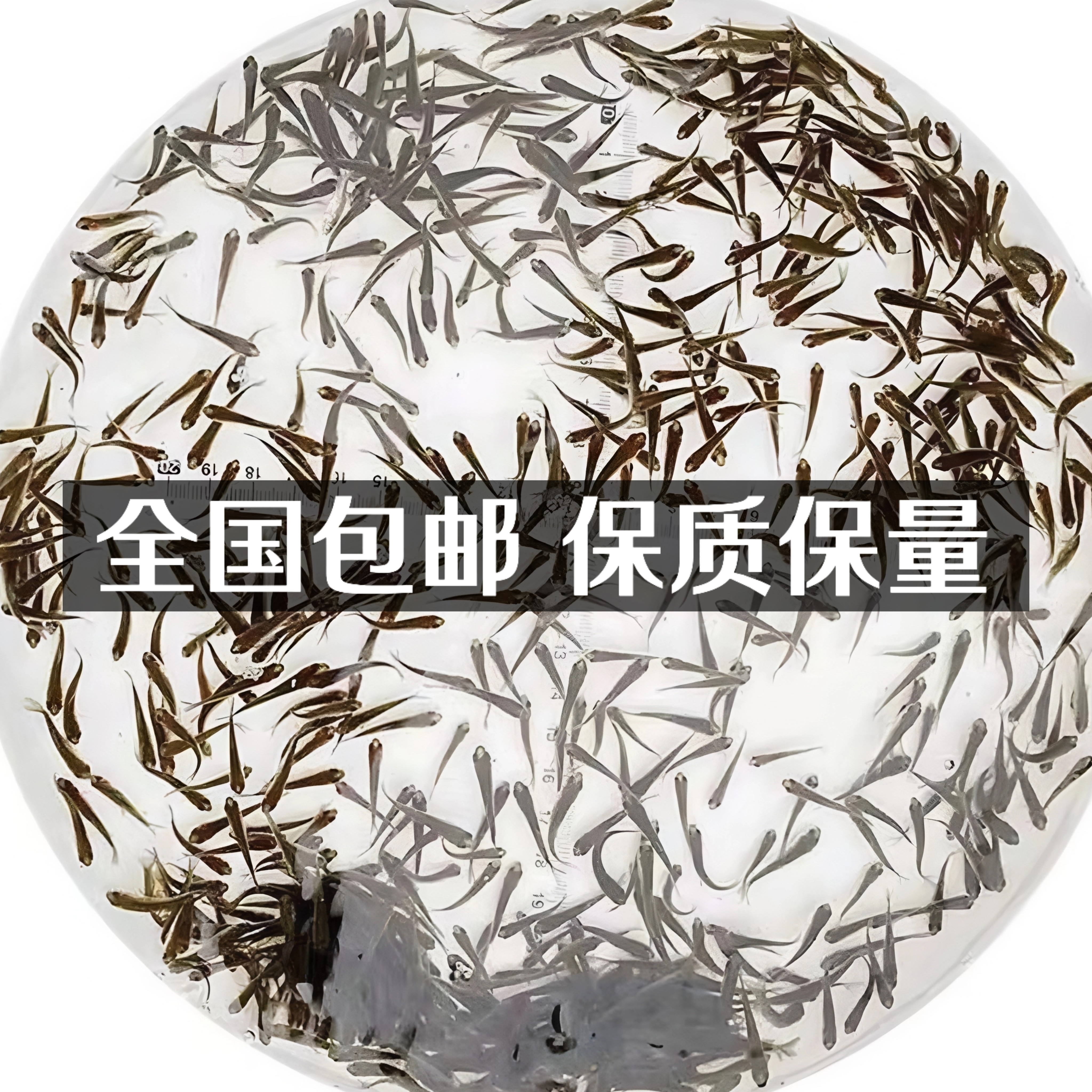 活体饲料鱼小鱼好养耐活鱼喂龙鱼角蛙活食喂六角恐龙喂乌龟活饵料