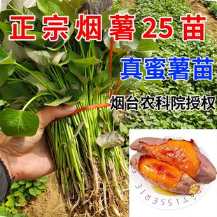 红薯苗种山东烟薯25号糖心蜜薯秧苗烟台农科院地瓜种苗大田藤蔓苗