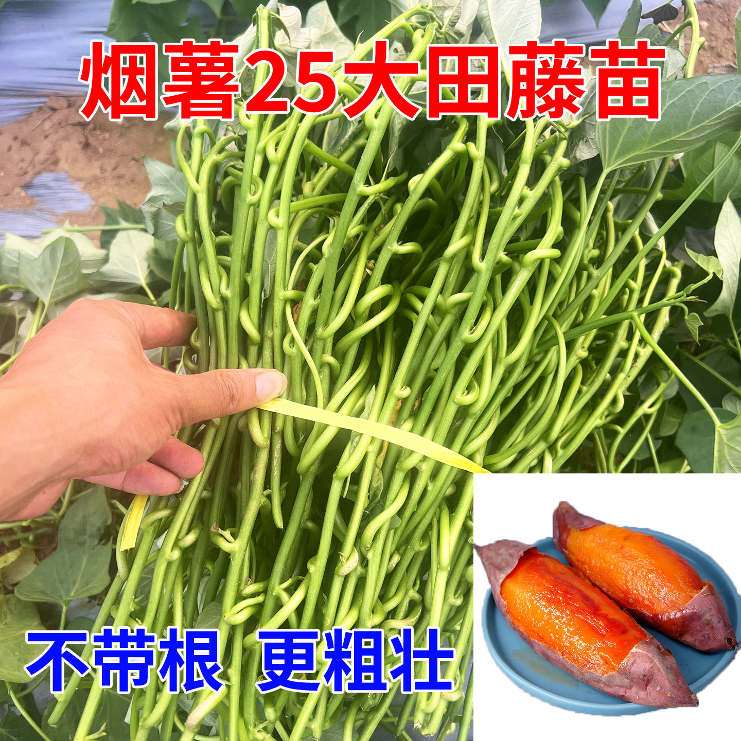 红薯苗秧苗山东烟薯25号苗大田苗藤苗西瓜红红心蜜薯蔓头苗地瓜苗