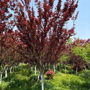 正宗绿化紫叶李树苗 紫叶李树 紫叶李子树苗 紫叶李果 盆景结果树