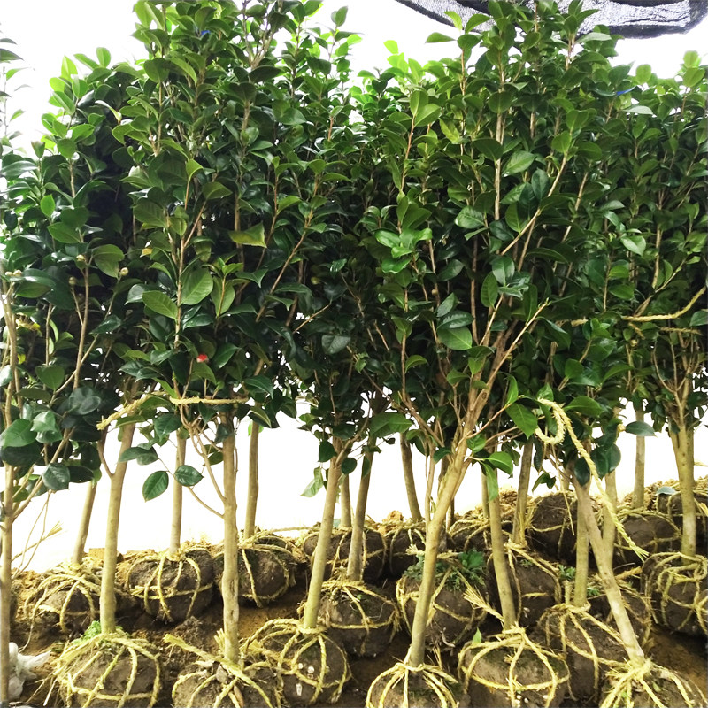 耐冬茶花耐冻树苗四季常青庭院绿化盆栽地栽当年开花好养耐寒植物