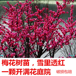 耐寒梅花盆栽红绿梅树苗腊梅嫁接树桩盆景美人梅榆叶梅苗庭院盆栽